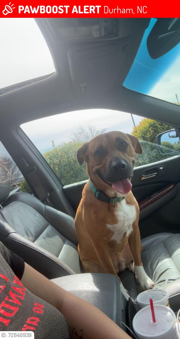 Lost Female Dog last seen Riddle and Fayetteville rd, Durham, NC 27713
