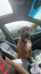 Lost Female Dog last seen Riddle and Fayetteville rd, Durham, NC 27713