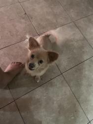 Found/Stray Male Dog last seen Scovel and Weber , Tempe, AZ 85281