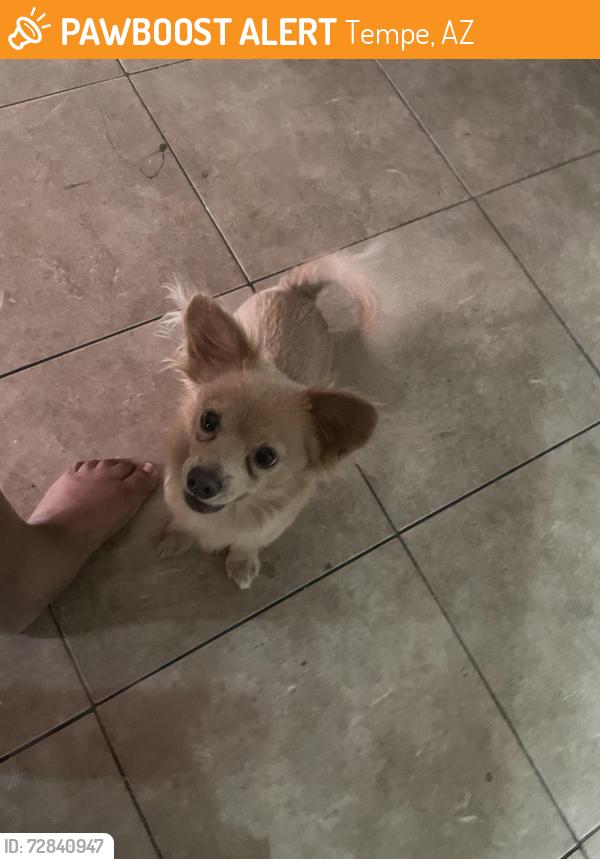 Found/Stray Male Dog last seen Scovel and Weber , Tempe, AZ 85281