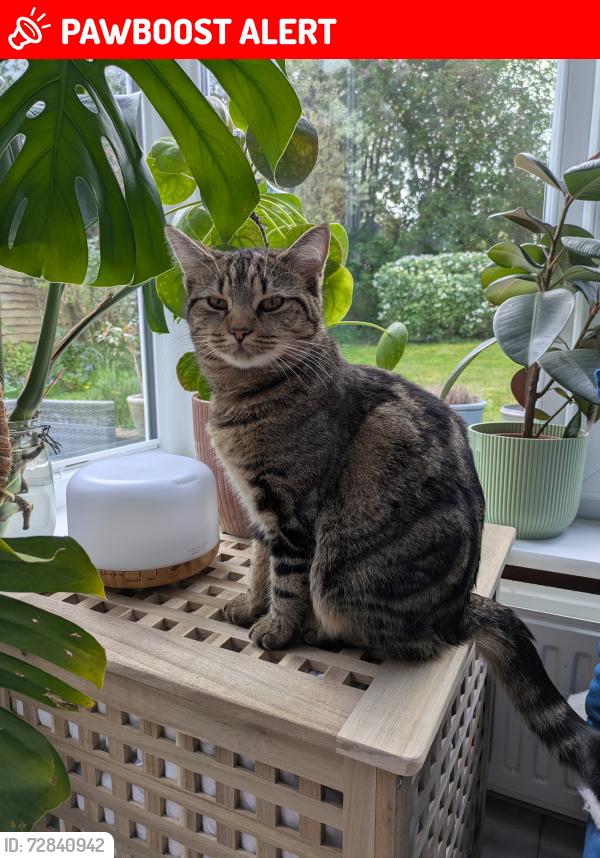 Lost Female Cat last seen Italian continental stores, Berkshire, England SL6 6BB