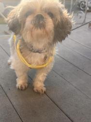 Found/Stray Female Dog last seen Parklane south and 96th street , Queens, NY 11418