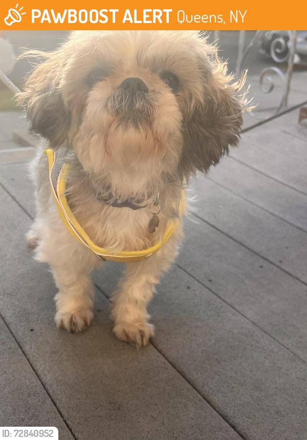 Found/Stray Female Dog last seen Parklane south and 96th street , Queens, NY 11418
