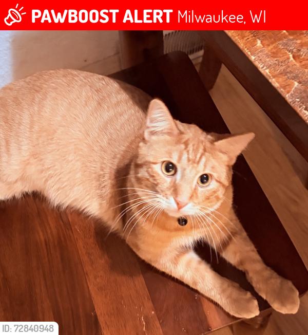 Lost Male Cat last seen 90th & Mill road, Milwaukee, WI 53218