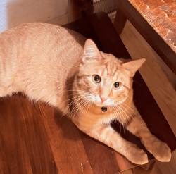 Lost Male Cat last seen 90th & Mill road, Milwaukee, WI 53218