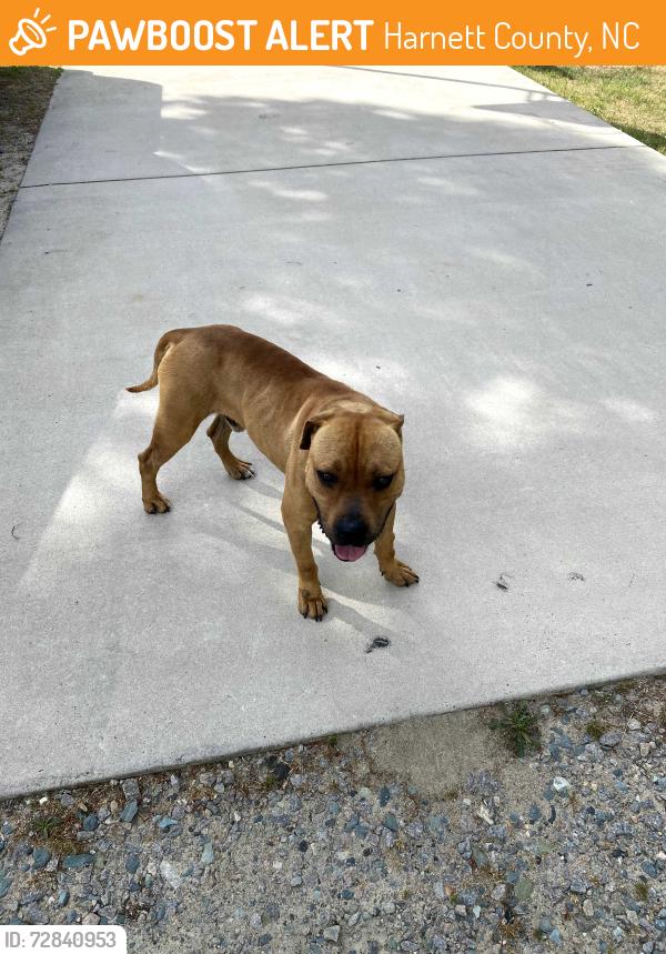 Found/Stray Male Dog last seen Straight branch and barbecue church rd., Harnett County, NC 27332