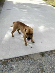 Found/Stray Male Dog last seen Straight branch and barbecue church rd., Harnett County, NC 27332