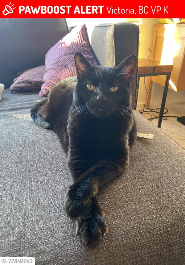Lost Female Cat last seen Cedar Hill, Victoria, BC V8P 1K5