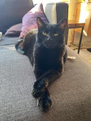 Lost Female Cat last seen Cedar Hill, Victoria, BC V8P 1K5