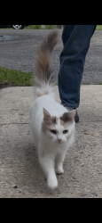Found/Stray Female Cat last seen Bottom of Carson Valley Road Duncansville, Allegheny Township, PA 16635