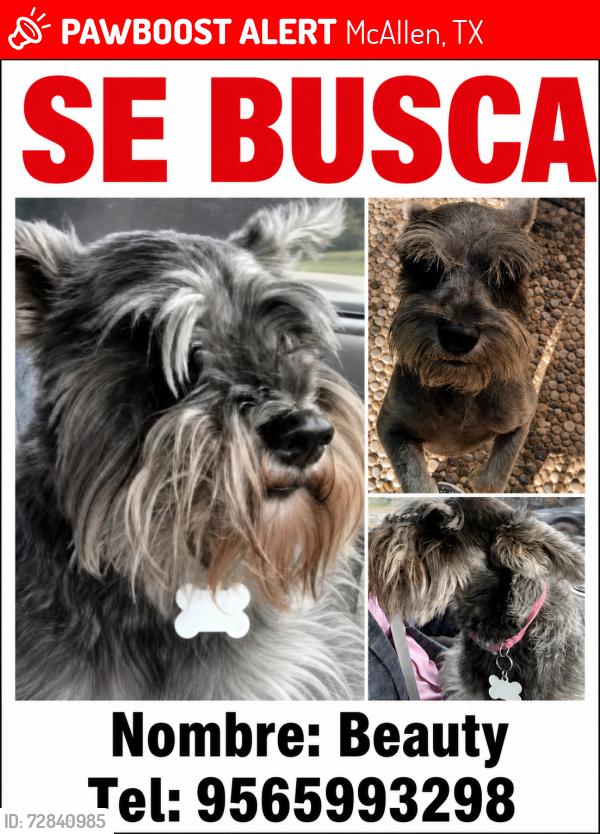 Lost Male Dog last seen Near E Redbud Ave , McAllen, TX 78504