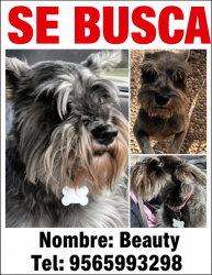 Lost Male Dog last seen Near E Redbud Ave , McAllen, TX 78504