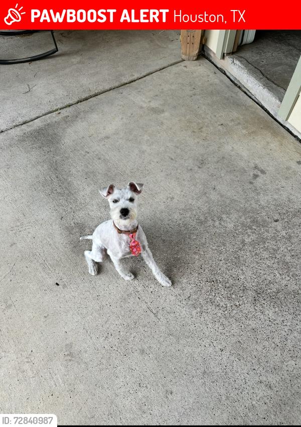 Lost Male Dog last seen fire department station 21, Houston, TX 77070