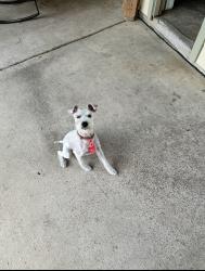 Lost Male Dog last seen fire department station 21, Houston, TX 77070