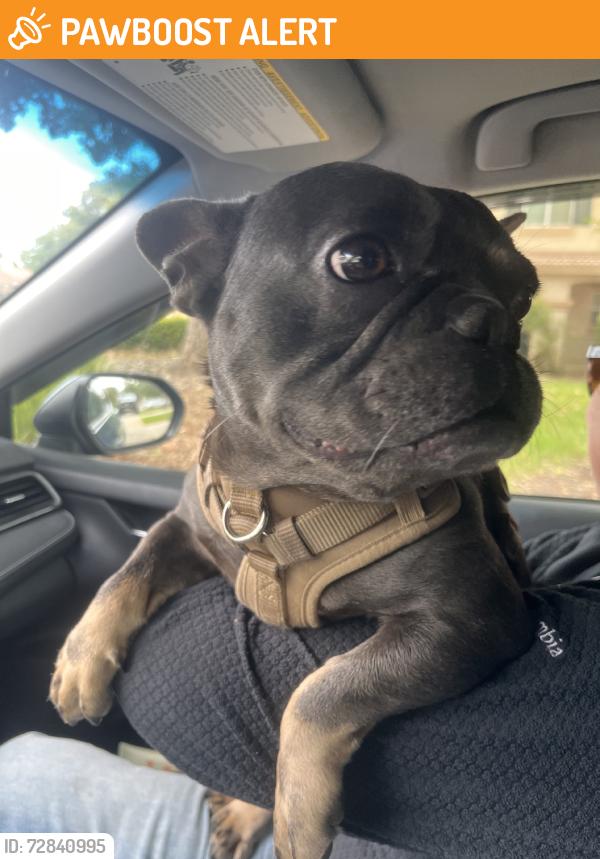 Found/Stray Male Dog last seen Monhegan, Sacramento County, CA 95829