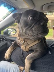 Found/Stray Male Dog last seen Monhegan, Sacramento County, CA 95829