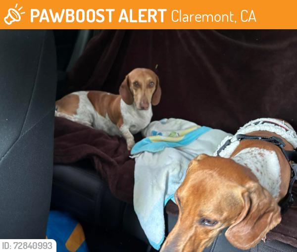 Found/Stray Unknown Dog last seen Blaisdale park CLAREMONT CA, Claremont, CA 91711