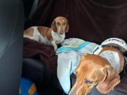 Found/Stray Unknown Dog last seen Blaisdale park CLAREMONT CA, Claremont, CA 91711