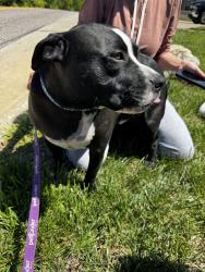 Found/Stray Male Dog last seen Hagemann and Tesson Feery, St. Louis, MO 63128