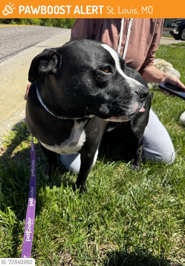 Found/Stray Male Dog last seen Hagemann and Tesson Feery, St. Louis, MO 63128