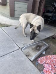 Found/Stray Unknown Dog last seen Sierra Vista and the animal services, Madera, CA 93638