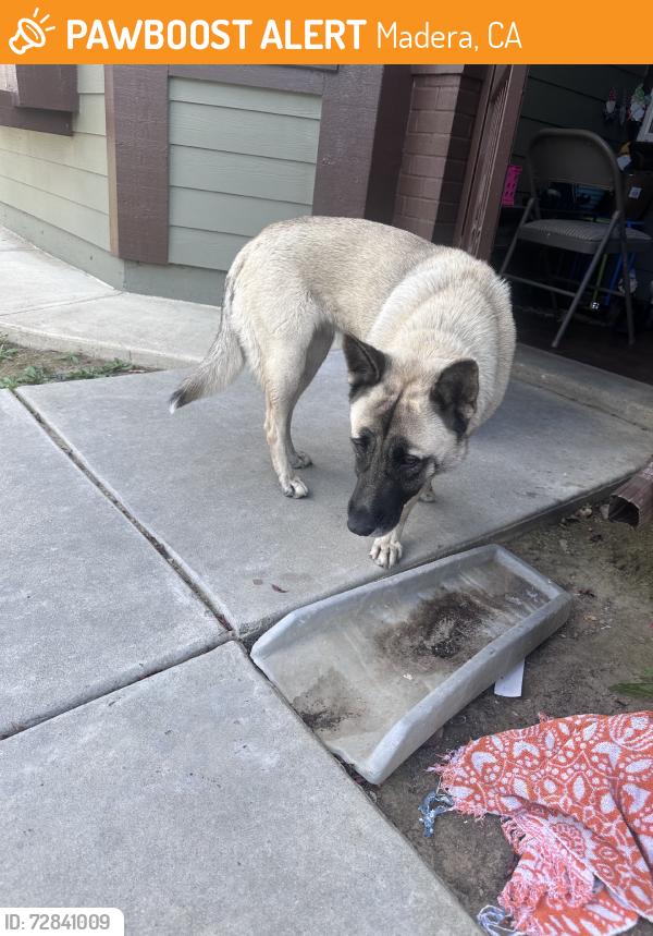 Found/Stray Unknown Dog last seen Sierra Vista and the animal services, Madera, CA 93638