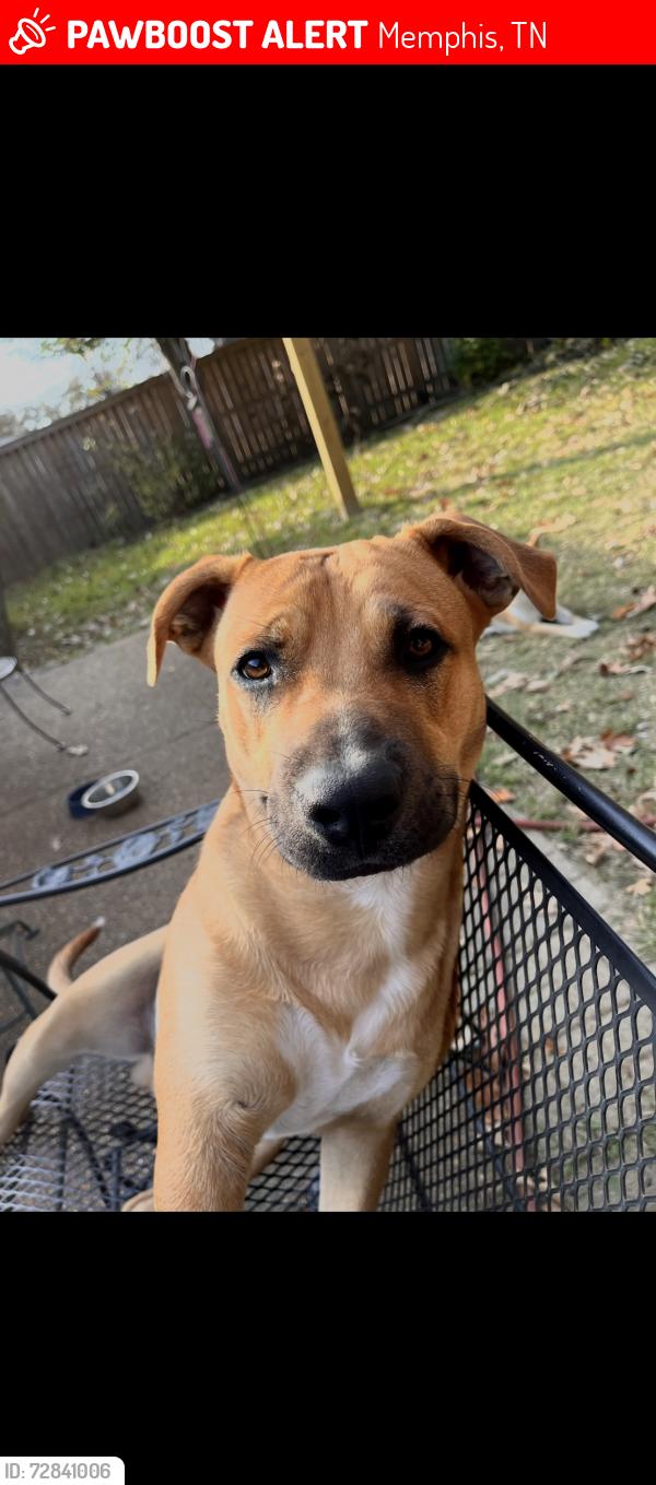 Found/Stray Male Dog last seen Pathmore and Mullins station , Memphis, TN 38134