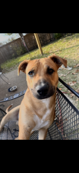Found/Stray Male Dog last seen Pathmore and Mullins station , Memphis, TN 38134