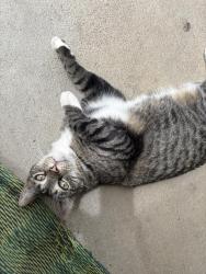 Found/Stray Female Cat last seen Rockcrest apmts, Loveland, CO 80538
