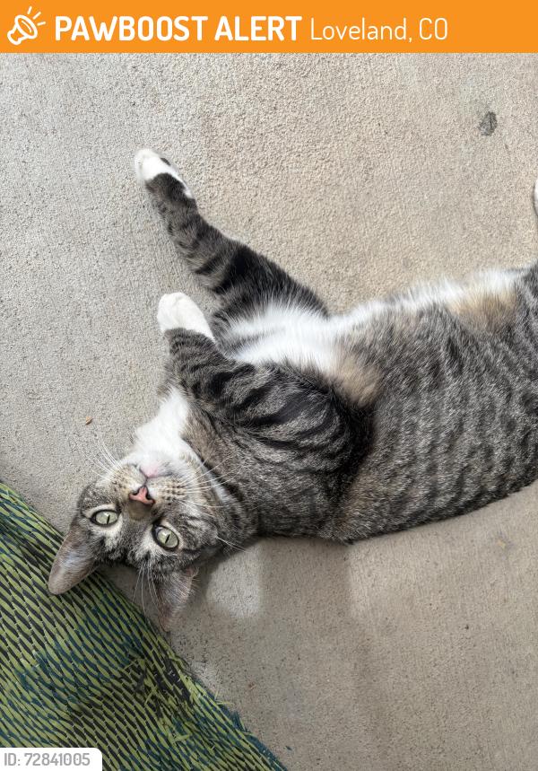 Found/Stray Female Cat last seen Rockcrest apmts, Loveland, CO 80538