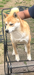 Found/Stray Male Dog last seen Pathmore and Mullins station , Memphis, TN 38134