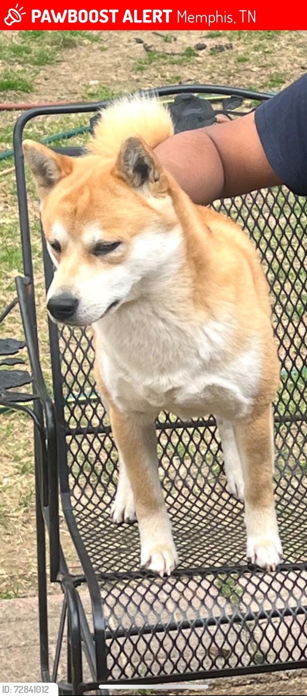 Found/Stray Male Dog last seen Pathmore and Mullins station , Memphis, TN 38134