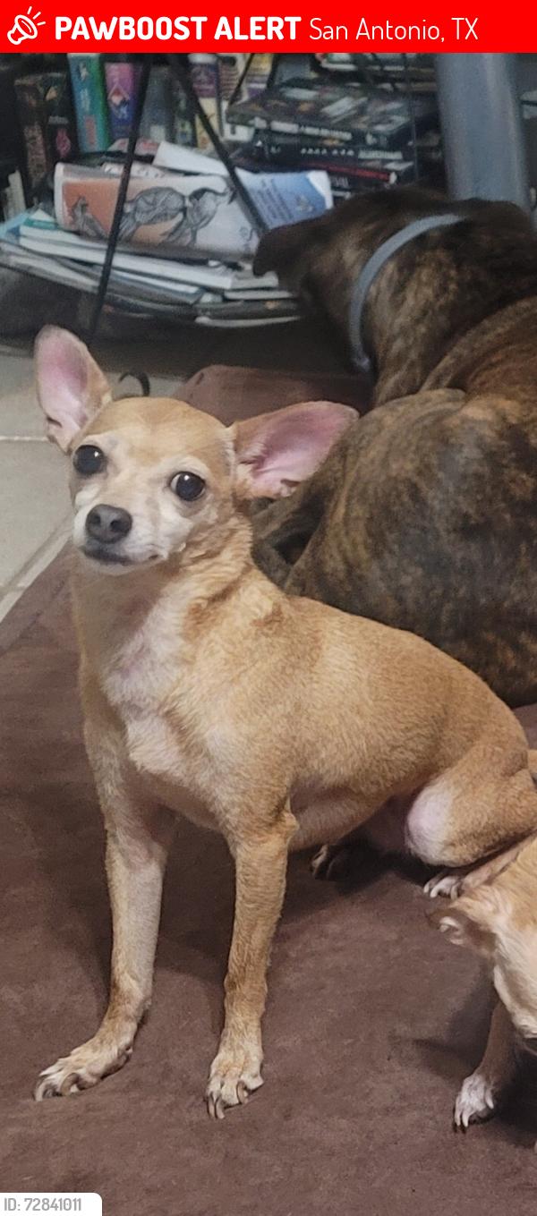 Lost Female Dog last seen Leon Rue apmts, San Antonio, TX 78210