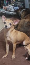 Lost Female Dog last seen Leon Rue apmts, San Antonio, TX 78210