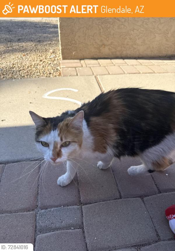 Found/Stray Female Cat last seen Ball and 41st ave, Glendale, AZ 85308