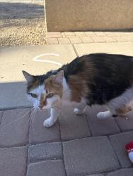 Found/Stray Female Cat last seen Ball and 41st ave, Glendale, AZ 85308