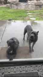 Found/Stray Male Dog last seen Goetz and Ethanac, Perris, CA 92570
