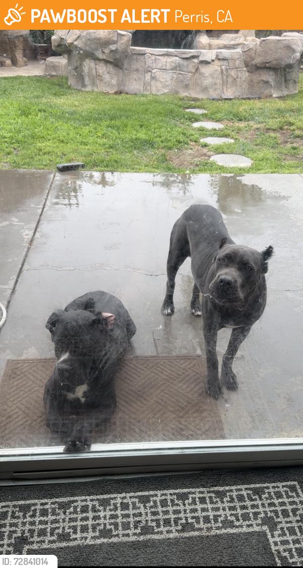 Found/Stray Male Dog last seen Goetz and Ethanac, Perris, CA 92570