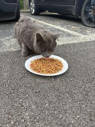 Found/Stray Male Cat last seen At Revi Columbus north apmts , Columbus, OH 43235