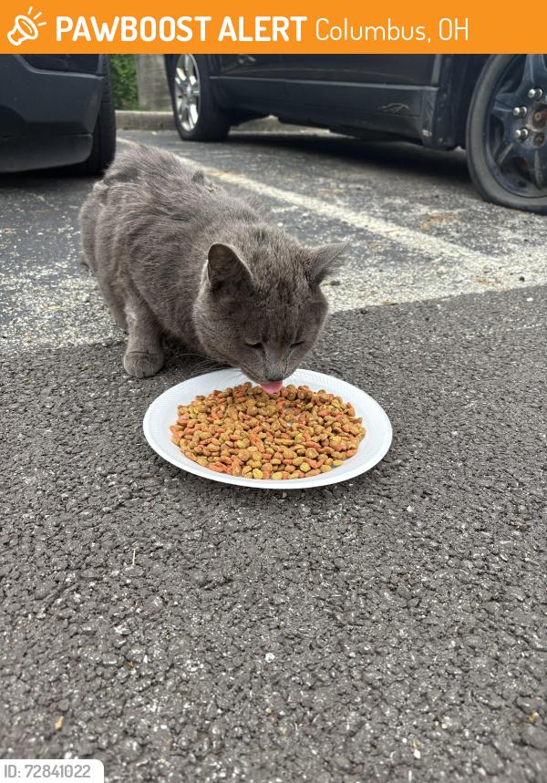 Found/Stray Male Cat last seen At Revi Columbus north apmts, Columbus, OH 43235
