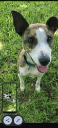 Reunited Female Dog last seen Highland Drive, Lakeline Blvd , Cedar Park, TX 78613