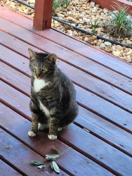 Found/Stray Unknown Cat last seen 55th St N, St. Petersburg, FL 33710