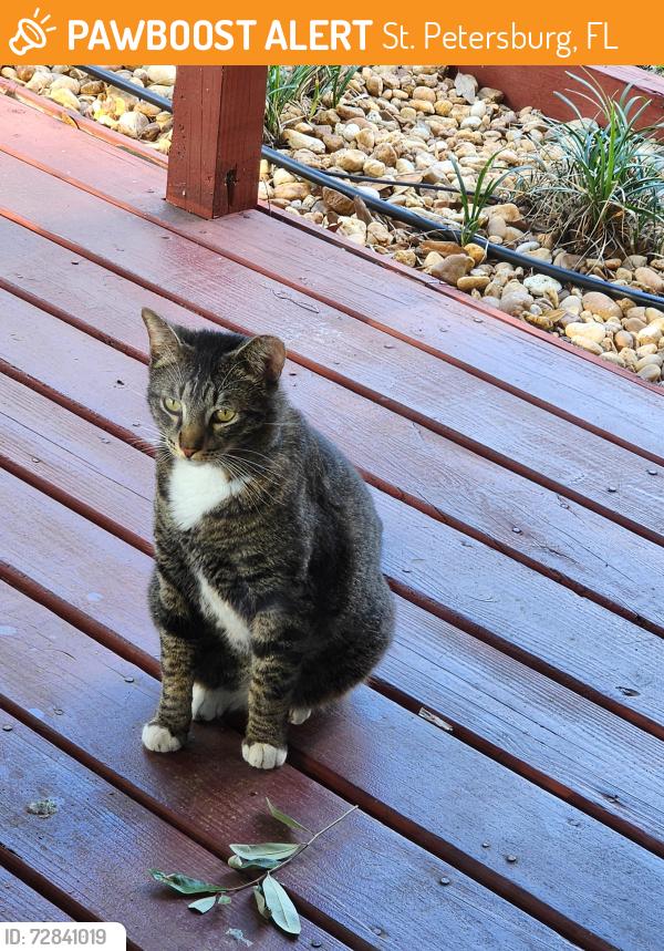 Found/Stray Unknown Cat last seen 55th St N, St. Petersburg, FL 33710