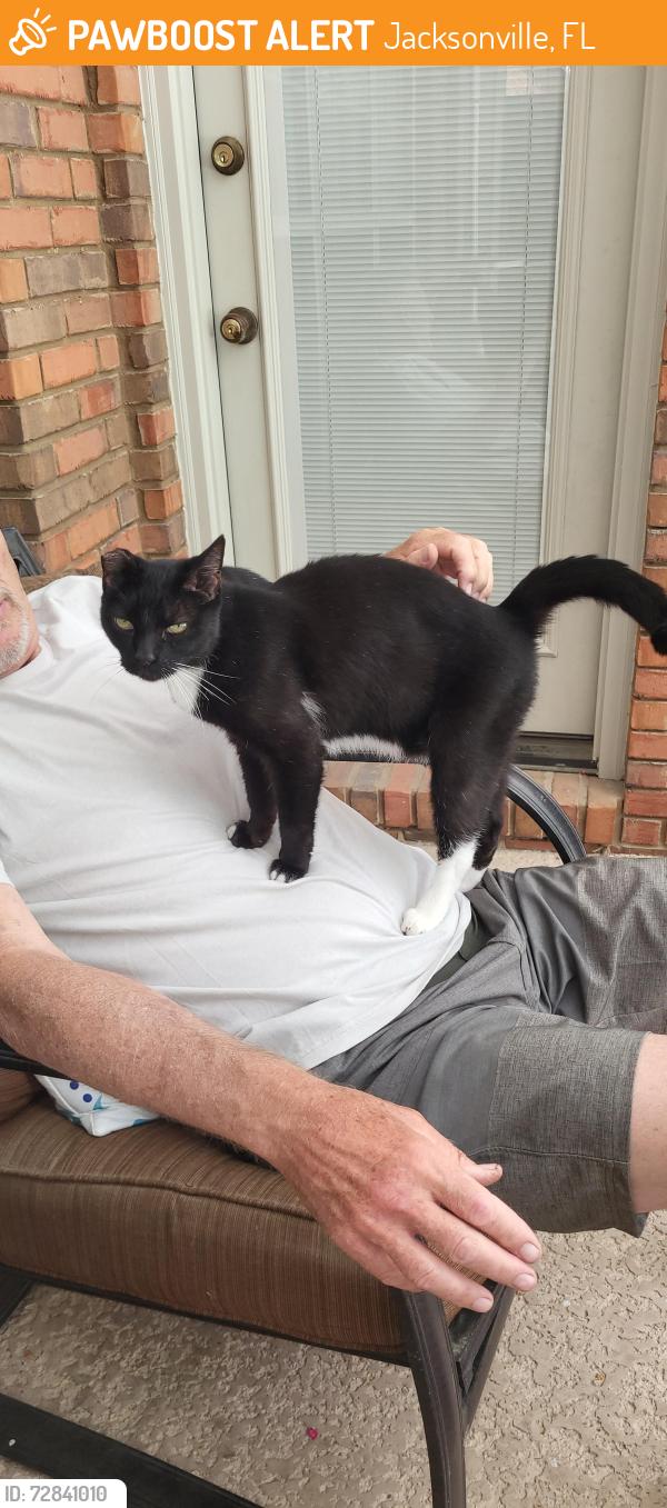 Found/Stray Male Cat last seen Southside Blvd, Jacksonville, FL 32257