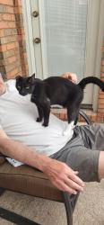 Found/Stray Male Cat last seen Southside Blvd, Jacksonville, FL 32257
