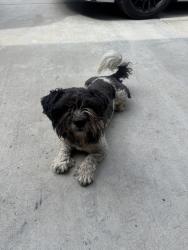 Found/Stray Male Dog last seen Sycamore and randell, Fontana, CA 92335