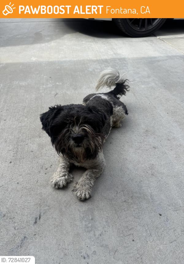 Found/Stray Male Dog last seen Sycamore and randell, Fontana, CA 92335