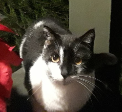 Lost Female Cat last seen Taffy Drive & White Road, San Jose, CA 95148