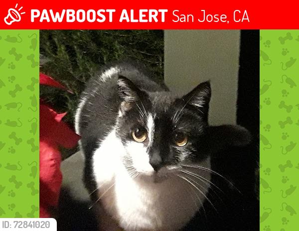 Lost Female Cat last seen Taffy Drive & White Road, San Jose, CA 95148