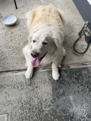 Found/Stray Female Dog last seen Katella, Los Alamitos, CA 90720